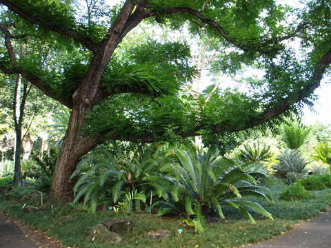hawaii foster 2